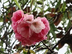 拍摄花卉一（976）