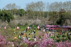 东湖樱花园（十）续完