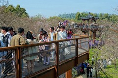 东湖樱花园（十）续完