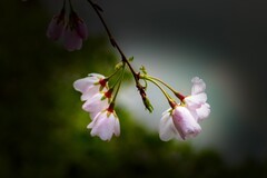 植物园拍樱花 4