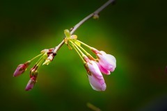 植物园拍樱花 4