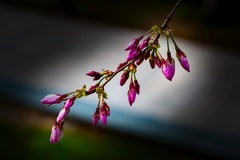 植物园拍樱花 4