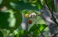 绣眼鸟（三十七）