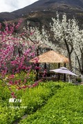 阿坝金川世外梨花园（6）