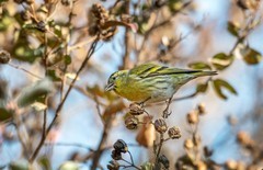 小黄雀（三十二）