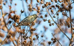 小黄雀（三十二）