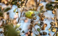 小黄雀（三十二）