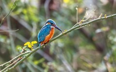 小翠鸟（三十八）