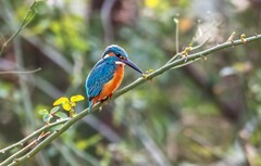 小翠鸟（三十八）