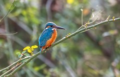 小翠鸟（三十八）