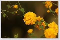 棣棠花【丙午年-058】