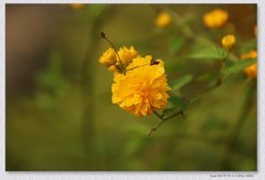 棣棠花【丙午年-058】