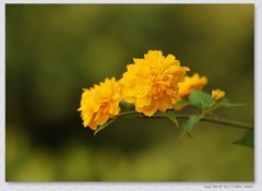 棣棠花【丙午年-058】