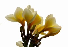 1463【不老松：二游海南纪实】临高长島兰湾的鸡蛋花！