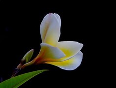 1463【不老松：二游海南纪实】临高长島兰湾的鸡蛋花！