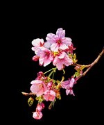 手机游拍20260316《20》