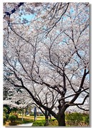 樱花绽放手机版（一）