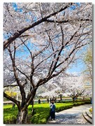 樱花绽放手机版（一）