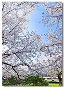 樱花绽放手机版（一）