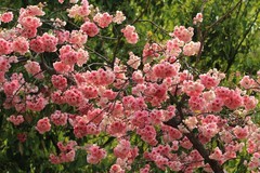 拍摄花卉一（1119）
