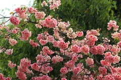 拍摄花卉一（1119）