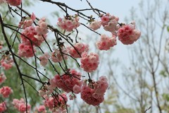 拍摄花卉一（1119）