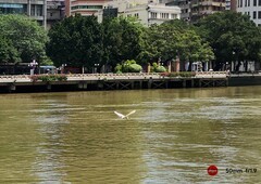珠江的白鹭。