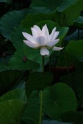 荷花 2026 — 8