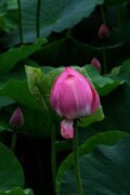 荷花 2026 — 8