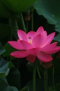荷花 2026 — 8