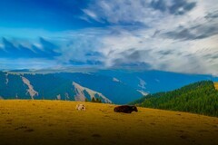 新疆喀拉峻草原 19