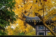 2025年第0906贴-苏州留园纪实旅拍（1229）