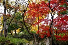 2025年第0906贴-苏州留园纪实旅拍（1229）