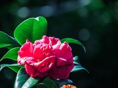 茶花