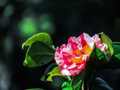 茶花