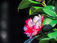 茶花