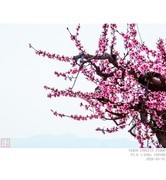 桃花盛开的村庄 2