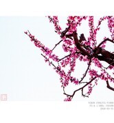 桃花盛开的村庄 2