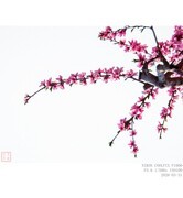 桃花盛开的村庄 2