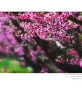 桃花盛开的村庄 3