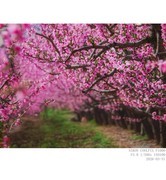 桃花盛开的村庄 3