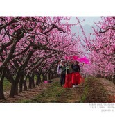 桃花盛开的村庄 3