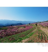 桃花盛开的村庄 4