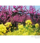 桃花盛开的村庄 4