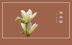淡雅的黄玉兰