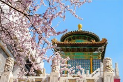 2026年第0218贴 - 北海公园桃花纪实（0325）