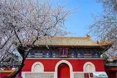 2026年第0218贴 - 北海公园桃花纪实（0325）