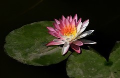 《睡莲花12》
