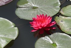 《睡莲花12》