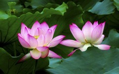 [26194] 长洲岛的荷花（7）